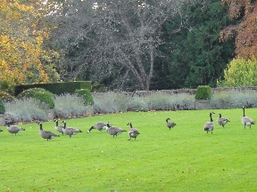 Canadian geese on the back lawn of Hatley Castle